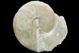 Ammonite (Physodoceras) Fossil on Rock - Germany #125884-1